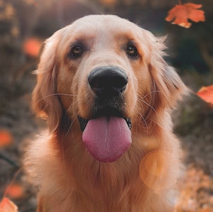 a dog (golden retriever)